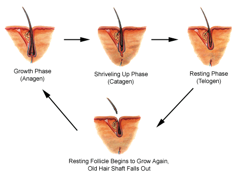 how to regrow fallen hair